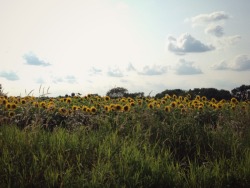 bubblepen:  Sunflowers are so prettyy 