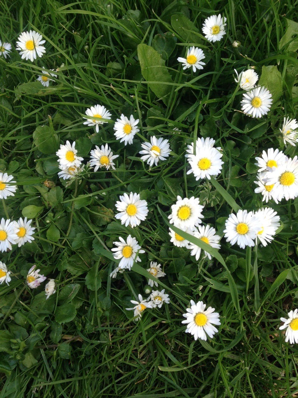 stefanysite:  spring.  