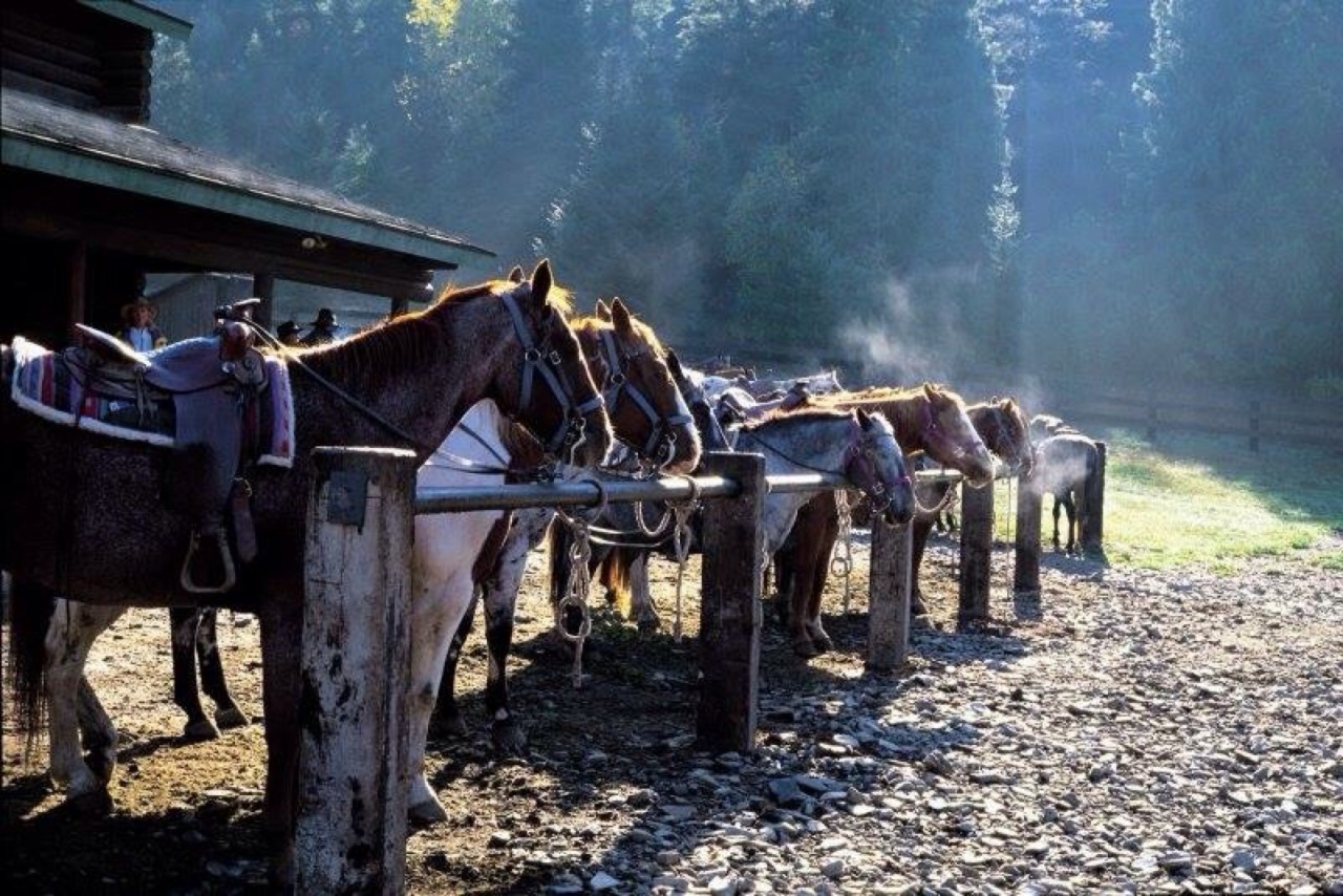 My Dirt Road Dairy