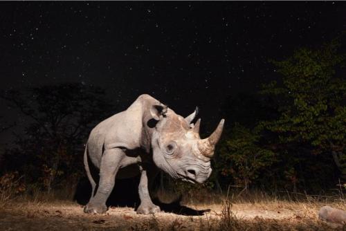 nubbsgalore:  under a starry serengeti night sky. photos by will burrard lucas, who employs both camera traps and a dslr camera mounted to a small remote controlled buggy to capture these photos.  