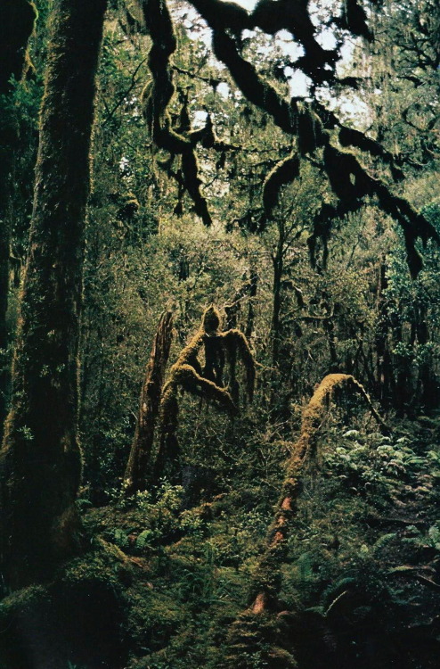 vintagenatgeographic:Moss grows on trees near Mackay Falls, New Zealand National Geographic | Januar