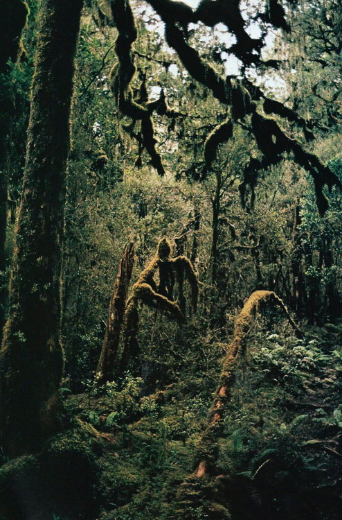 vintagenatgeographic:Moss grows on trees near Mackay Falls, New ZealandNational Geographic | January