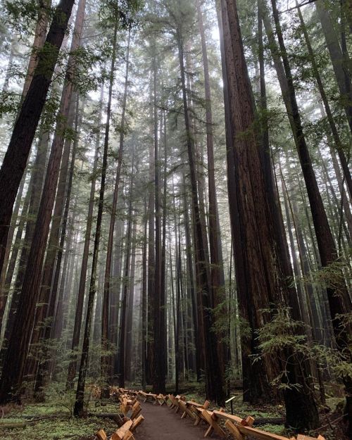 at Armstrong Woods - Redwood Forest https://www.instagram.com/p/CY0HB4qria0tPuAvvnmmpDRfOKPn7PcH-1V4Ew0/?utm_medium=tumblr