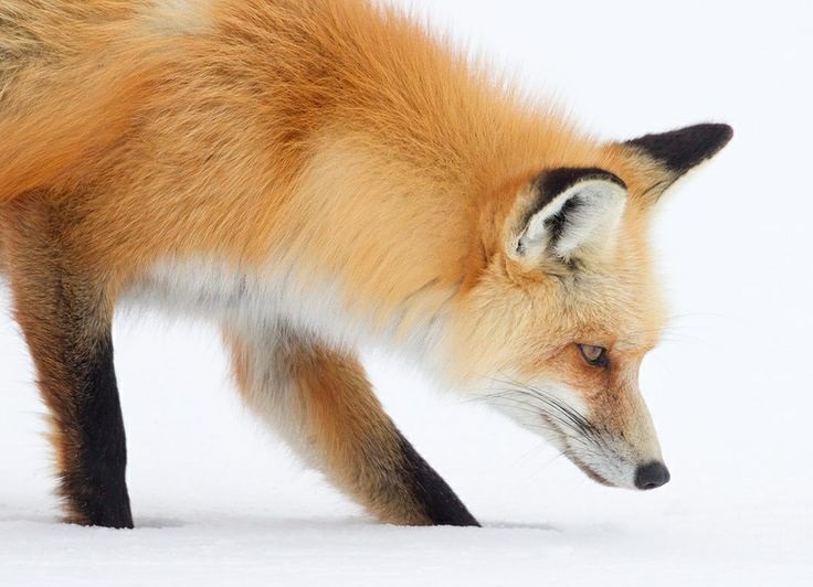 wolverxne:  Red Fox Hunting for food by: Tin Man 