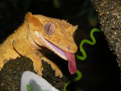 biomedicalephemera:  Top - Malayan Forest Gecko (Cyrtodactylus pulchellus)  Center/Bottom - Crested Gecko (Correlophus ciliatus)  Why do geckos (and some other terrestrial lizards) lick their eyeballs? Wouldn’t you, if you could? I sure would. Other