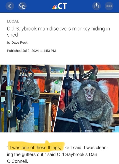 This Dude In Connecticut Found A Marmoset Just Chilling In His Shed And His Interview With The Local