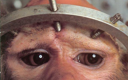 vegan-nature:  These eyes tell the story - This kinds of barbaric abuse is happening in research labs, private industries, universities, Science departments etc all over the world. Take action for those who have no voice 