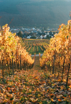 travelthisworld:  Golden Vineyards Rhineland-Palatinate, Germany | by Flashbaxxx