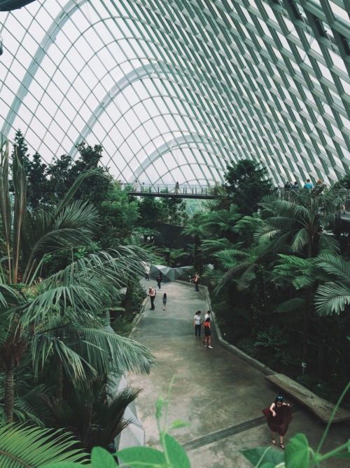 alext:  Cloud forest Singapore 