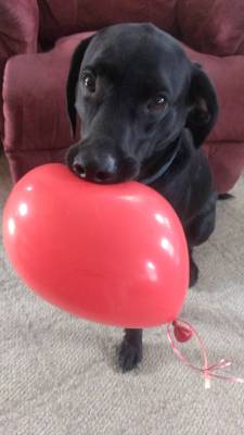 awwww-cute:  He popped the first two. Now he carries this one very gently