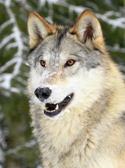 beautiful-wildlife: Snowy Grey by © Steve