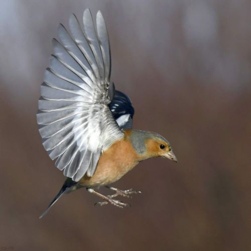 chaffinch