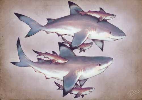 spiritual-soul-garden:PROTECT SHARKS | ART BY astral-requin.deviantart
