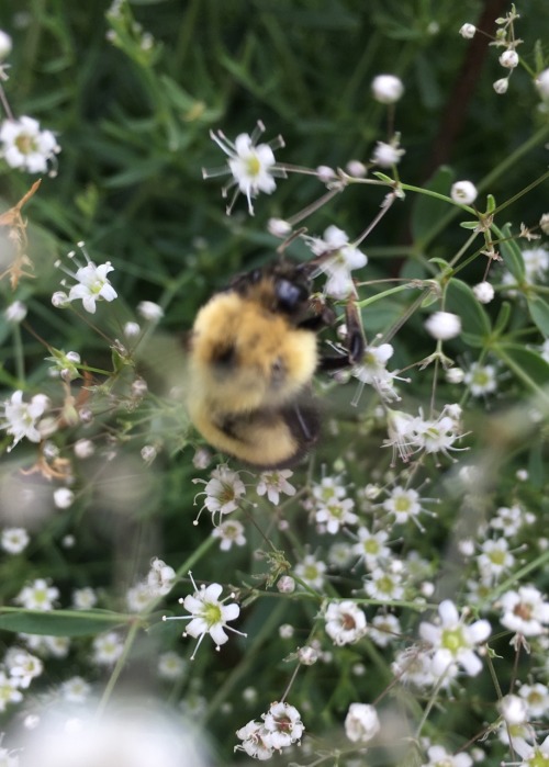 xoellle:fuzzy guy