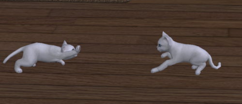 And Well End With A Final Picture Of All The Kitties. Or Most Of Them. I Think I Missed One Black Kitten.