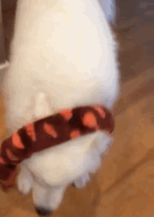 skookumthesamoyed:  How are you going to get Snakey the Snake off your head? I don’t
