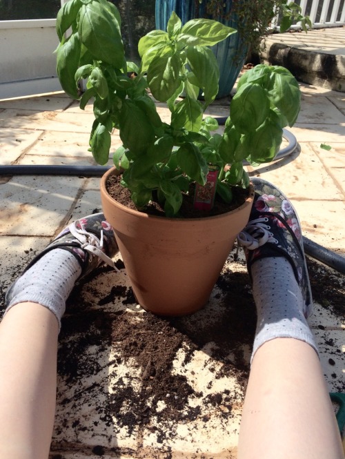 ryrua:  Gardening adventures