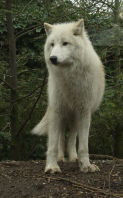 wolfsheart-blog:  Standing Wolf stock by