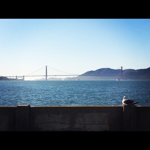 #goldengate #sanfrancisco #sf #daytrip #seagull #gorgeousday #california #coolbreeze