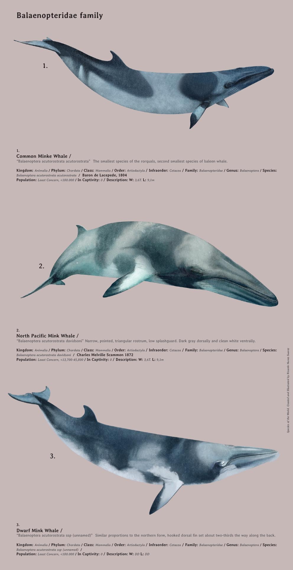 Species, All Mammals of the World — Whales are divided into three families.  This is...