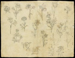punlovsin:  Sheet of flower studies  ca 1650