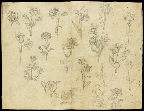 Porn Pics punlovsin:  Sheet of flower studies  ca 1650