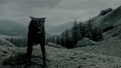 thominho:  hp meme: [3/9] characterssirius black: we’ve all got both light and