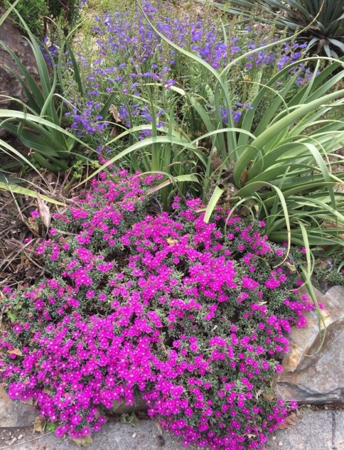 It was a rough winter in the front succulent garden - too much rain, not enough sun, too many weeds!