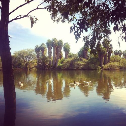 A great place for running I&rsquo;m Aguascalientes - parque el cedazo. #park #aguascalientes #mexico