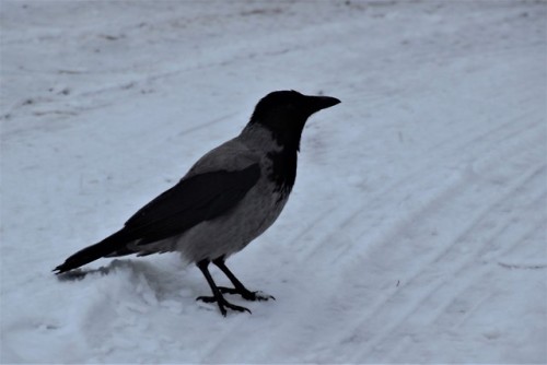 curious hooded crow i met in norway