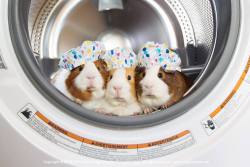 thedailyguineapig:“Happy Spring Cleaning!”
