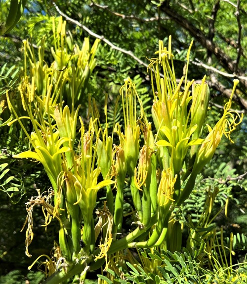 Agave parrasana × Manfreda ‘Dit Dah’There are many more Mangave plants available now than there were