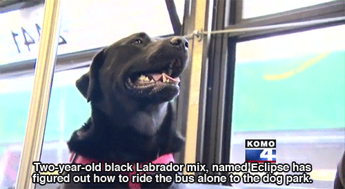 gh0stie:  huffingtonpost:  Seattle Dog Figures Out Buses, Starts Riding Solo To The Dog Park Seattle’s public transit system has had a ruff go of things lately, and that has riders smiling. You see, of the 120 million riders who used the system last