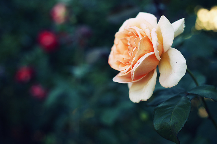 atraversso:  Beautiful flowers by Mary Parker 