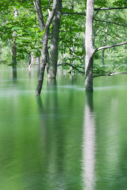 vurtual:  Green World (by Isogawyi)