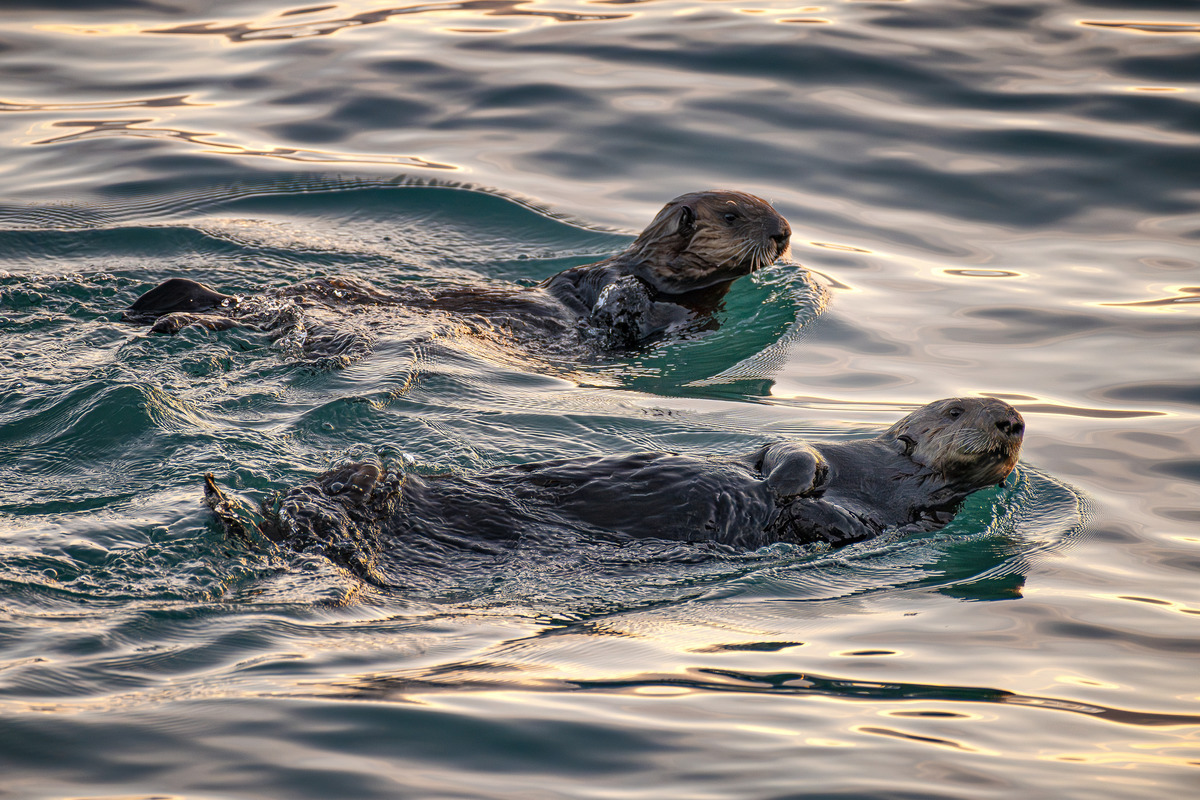 Two sea otters floating on their backs looking off to the right as the make their way  across the sunlit waters of the Monterey Bay.