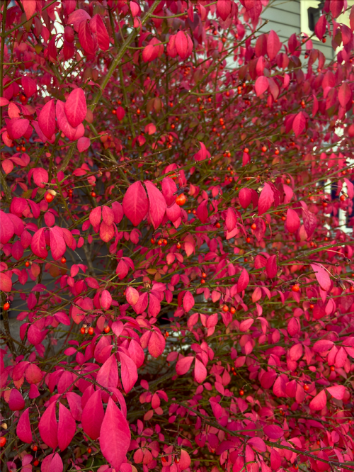 Colors of fall!Burning-bush in my driveway, living up to its name in fall colors.Extraordinarily lus