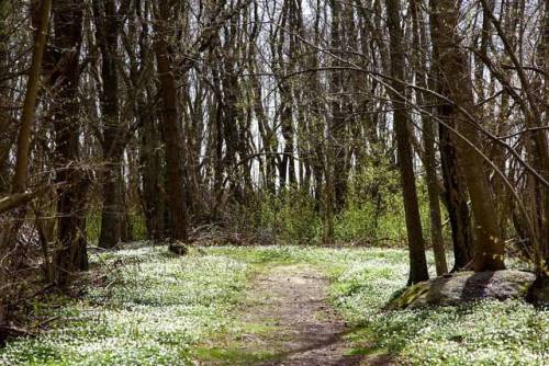 Hvitveis #canonphotography #nature #spring #vestfold #norway #trees #hvitveis (ved Kyststien)