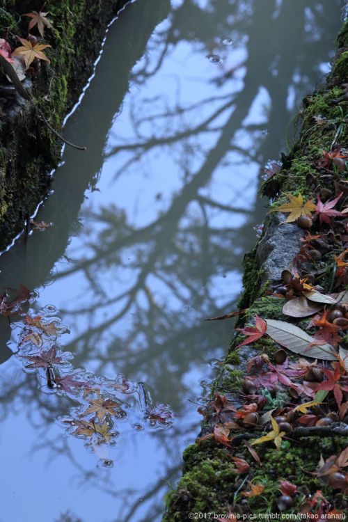 ‘21.11.23 興福寺、浅茅ヶ原にて夜も明けてきて、陽が差してきました。まだ興福寺から400ｍ程しか移動してないのに、もう1時間ほど経っている･･。この季節は足を止めさせる光景が多いです。