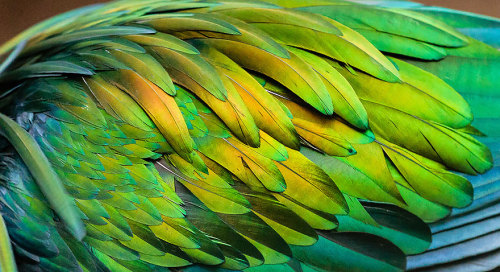 natural–blues: hollowedskin:  misteakenlyhere:  fozmeadows:  boredpanda:    Meet The Closest Living Relative To The Extinct Dodo Bird With Incredibly Colorful Iridescent Feathers    @elodieunderglass a VERY important birb  @hollowedskin  I LOVE HIM