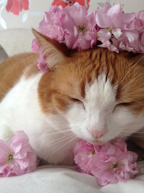 crustacean-frustrations:@the-way-of-the-flame put flowers on my cat’s head and she was not best plea