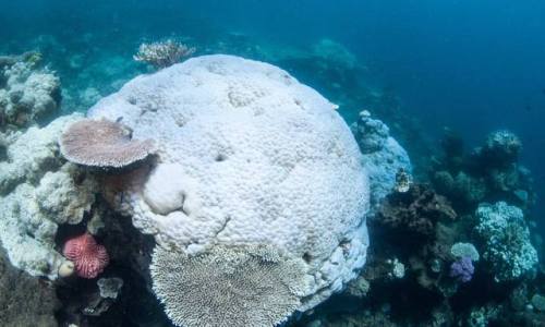 earthstory:Catastrophe strikes for a second year in a rowAustralia’s Great Barrier Reef is one of th