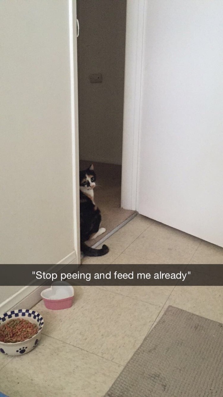 sociologyandlifting:  A day in the life of Clover
