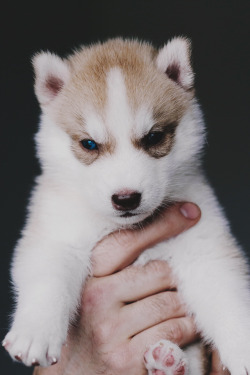 envyavenue:  Little Wolf by Igor Cibulsky.