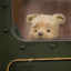 bear-bones-cub