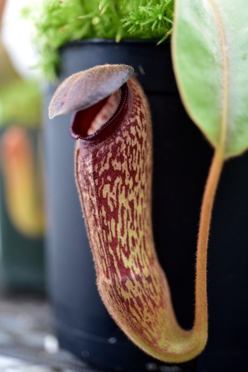jeremiahsplants: Nepenthes and a Sarracenia in the greenhouse today. N. rajah, N. hamata, N. lowii x