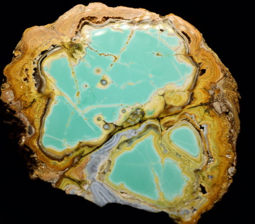 emeraldcityminerals:Polished slabs of green variscite (AlPO4·2H2O,) surrounded by yellow crandallite