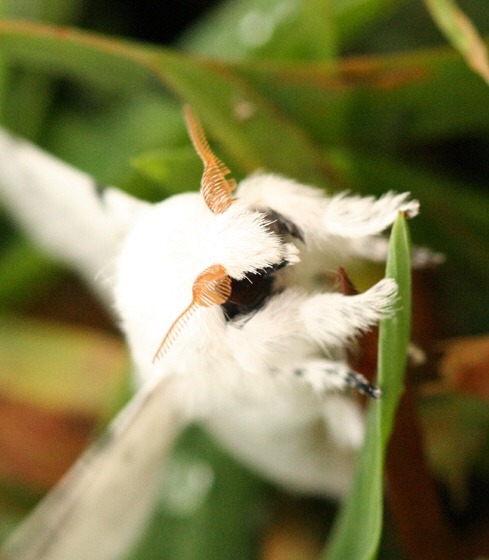 View Venezuelan Poodle Moth Pictures