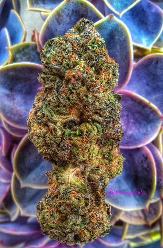 This Purple Alien Og Nug Was Soooo Super Beautiful 🙏🏻💜🙏🏻💜