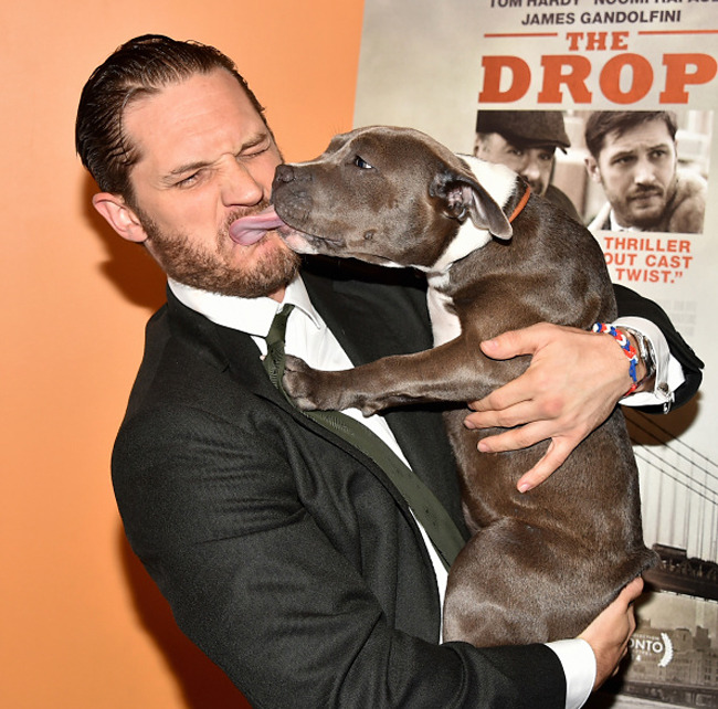 tomhardyvariations:  Tom and ‘Rocco’ at “The Drop” New York Premiere at